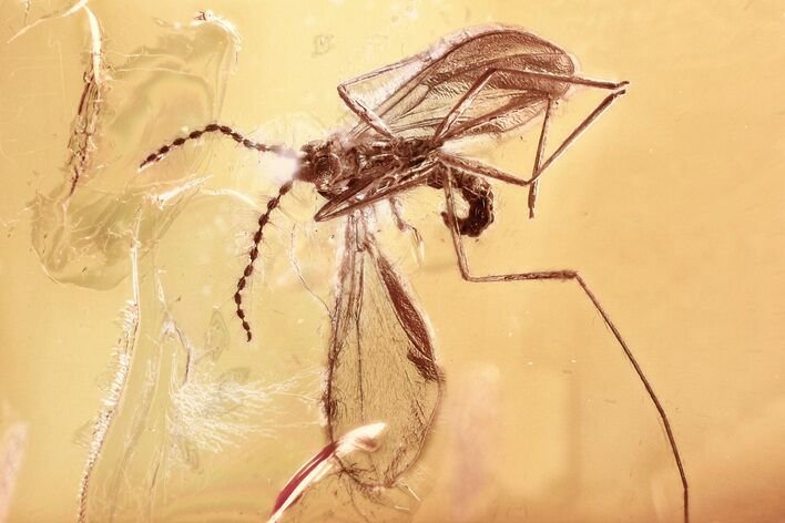 Detailed Fossil Gall Midge (Cecidomyiidae) In Baltic Amber #381216